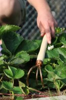 OJ Bron Kupfer Gartenkralle Veles, klein, Handgefertigt, Antibakteriell, Langlebige Kupferlegierung